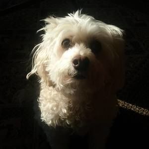 Meet your Posher, Carolyn